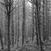 Trees, North Vancouver