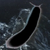 A Slug Performs                                             the Twilight Manifesto of the Gods