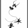 The Orchid's Haiku, two
