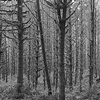 Trees, North Vancouver