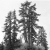 Vancouver's North Shore Series 2008, No.12
