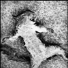 Squirrel, Two 8 x 10 Contact Print