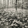 8 x 10 Platinum Contact Print - Weston, CT