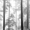 Vancouver's North Shore series 2008, No.17