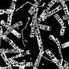Shredded Pictures of Dead U.S. Soldiers