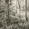 8 x 10 Platinum Contact Print - Weston, CT
