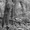 Vancouver's North Shore Series 2008, No.14