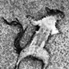 Squirrel 8 x 10 Contact Print