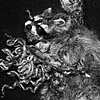 Raccoon, Two 8 x 10 Contact Print