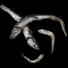 The Fish Sutra ( detail )