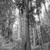 Vancouver's North Shore Series 2008 No. 9