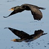"Cormorant"