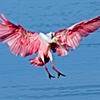 Roseate Spoonbill in Flight