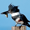 "Kingfisher with Fish"