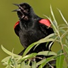 "Red Winged Blackbird"