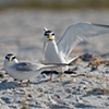 "Least tern"