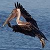 "Brown Pelican in Flight"