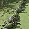 The turtle Races
