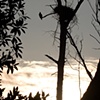 "Osprey"