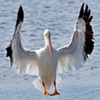 "Pelican Landing"