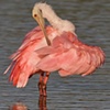 "Roseate Spoonbill"