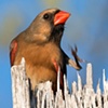 Northern Female Cardinal
