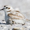 Snowy Plover