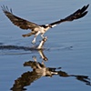 Osprey