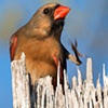 "Northern Red Cardinal"