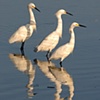 "Three's Company"