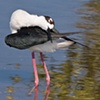 "Black Necked Stilts'