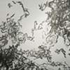Disperse