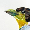 Long-Tailed Broadbill