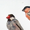 Two Sparrows and A Bird