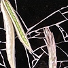Peapods, Asparagus and Red Pepper Mosaic with Bamboo frame