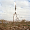Untitled from the series The Earth Swallowed (2011 in progress)