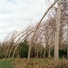 Untitled from the series The Earth Swallowed (2011 in progress)