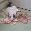 title.."little bleeder"