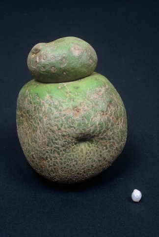Venus of Willendorf? You decide...