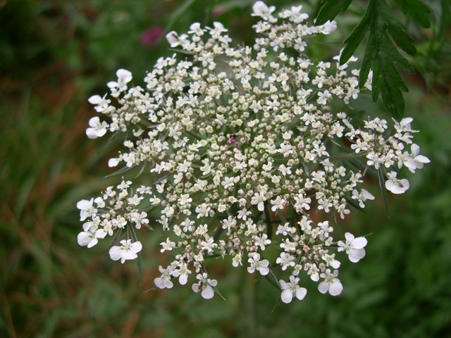 Queen Anne's Lace
