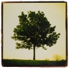 Giving Tree