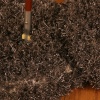 Artstars: Janitorial Supplies #3,  (detail)