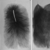 Ucross Drawings, 2007