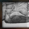untitled (worm-eating warbler), detail