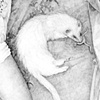 Desdemona Sleeping Beside Death, detail