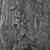 Eudora Welty's Grave, detail