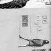 DINOSAUR ZINE [BETA]