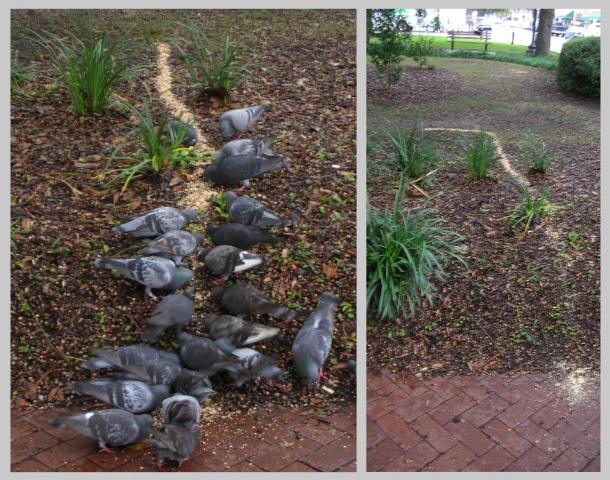 Pigeon Feeding