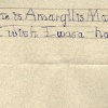 Amaryllis Imig