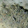 Sprinkle Dust